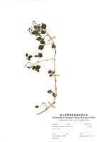 藏品(三葉五加)的圖片